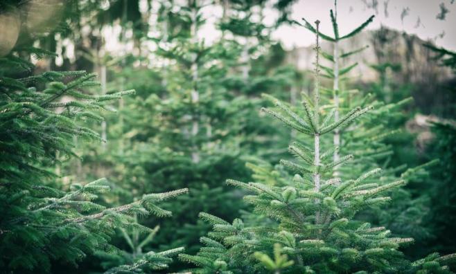 Weihnachtsbäume in Baumschule