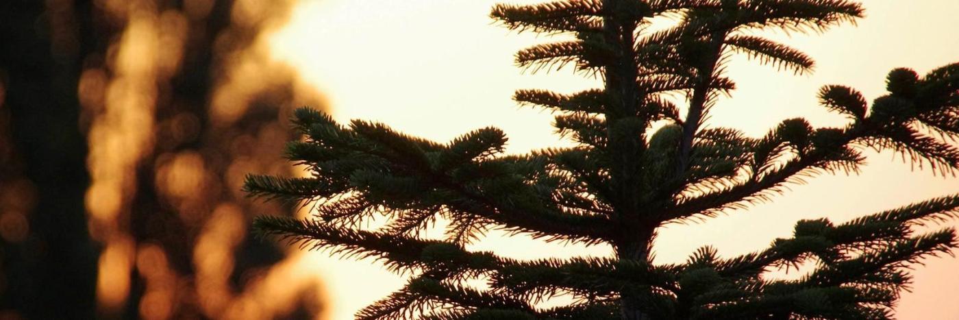 Zweig eines Weihnachtsbaumes